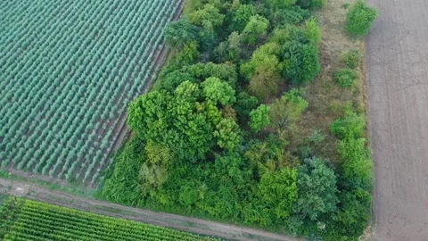 Trees Stock-Footage 202204625