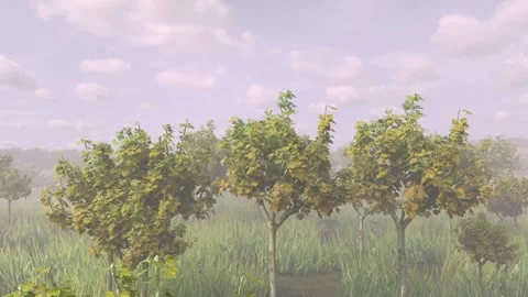 Trees 库存影片 203735806