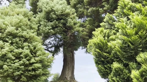 Trees Video stock 203818419