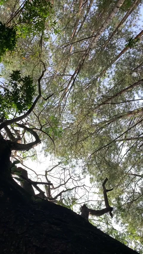 Trees Stock Footage 208599171