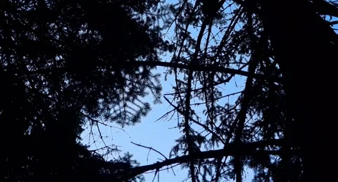 Trees Stock Footage 220105781