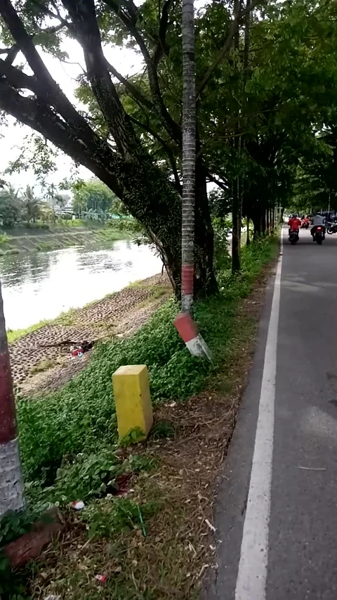 Trees Stock Footage 222023963