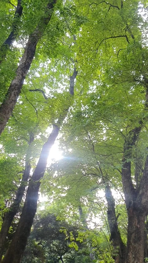 Trees Stock Footage 232281405