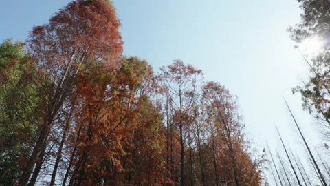 Trees Stock Footage 233949561