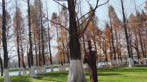 Trees Stock Footage 233951688