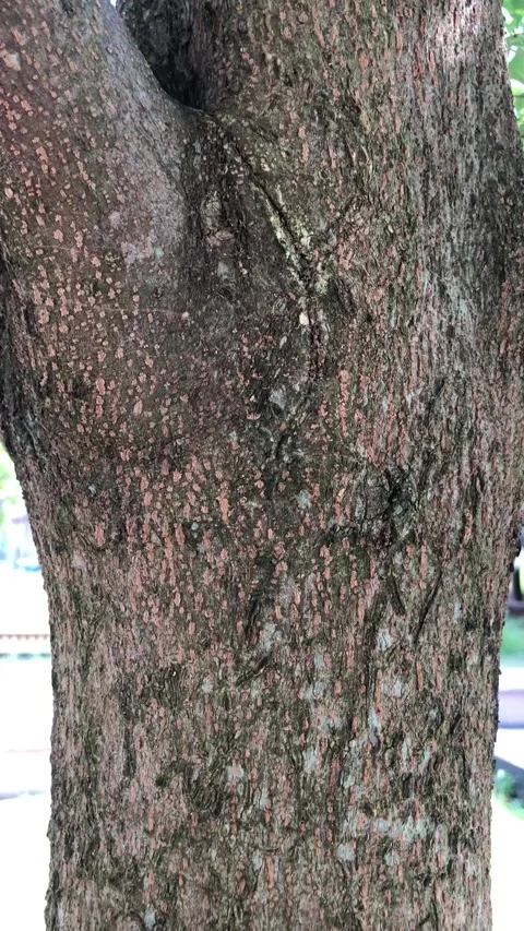 The Trees Stock-Footage 240122111