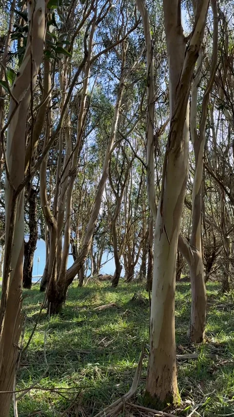 Trees Stock Footage 263842824