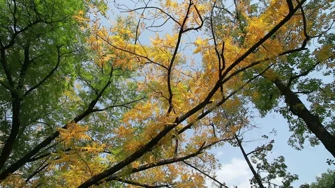 Trees Stock Footage 277272307