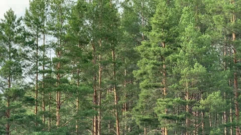 Trees 動画素材 279025968