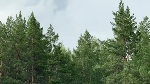 Trees 動画素材 279026180