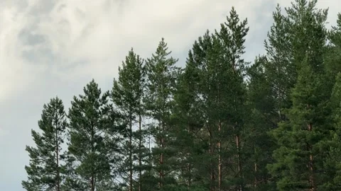 Trees 動画素材 279026382