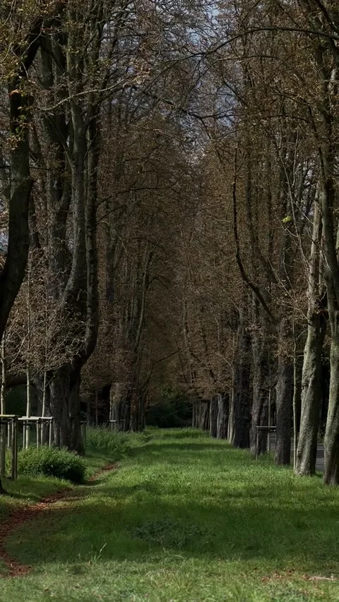 Trees Stock Footage 303280223