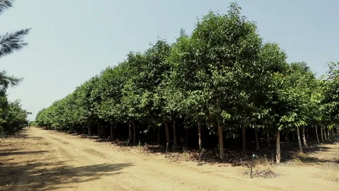 TREES Stock Footage 306694511