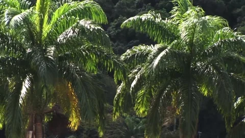 Trees Video stock 315791590