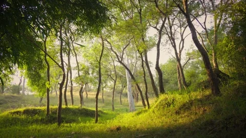 Trees Video stock 324460509