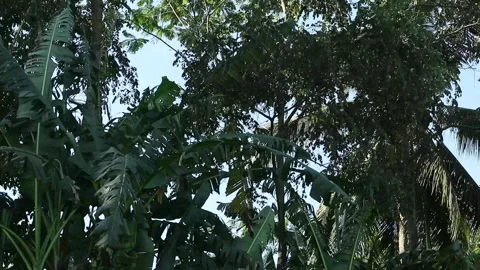 Trees 库存影片 338027120
