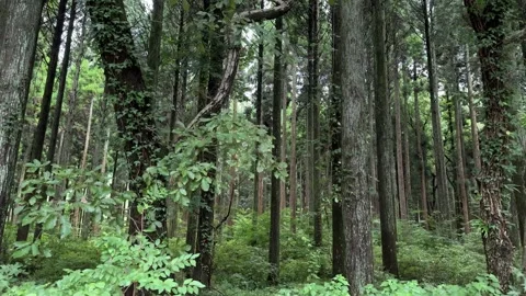 Trees in the forest 01 Stock Footage 249386305