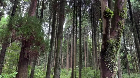 Trees in the forest 02 Stock Footage 249386304