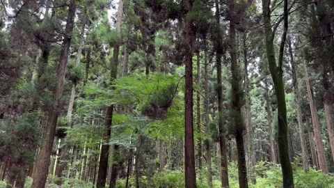Trees in the forest 03 Stock Footage 249386302