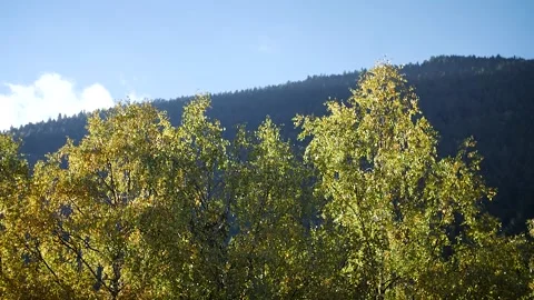 Trees forest 2 Stock Footage 167071636