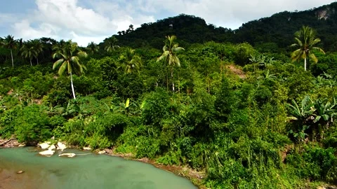 Trees in the Forest _(clip-010) Stock Footage 140552031