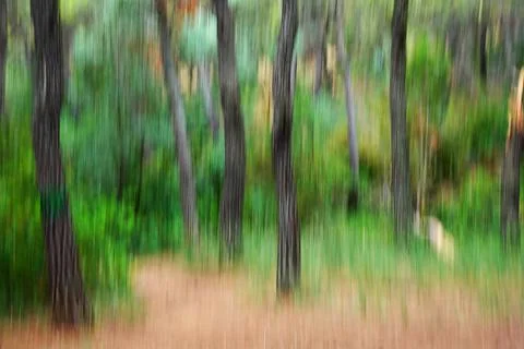 Trees in a forest abstract blur Stock Photos