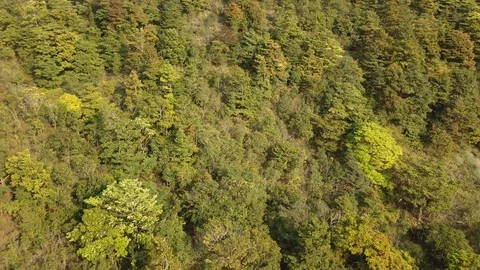 Trees in forest aerial view Stock Footage 109100037
