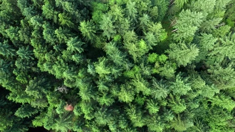 Trees in the Forest Aerial View 動画素材 155748771