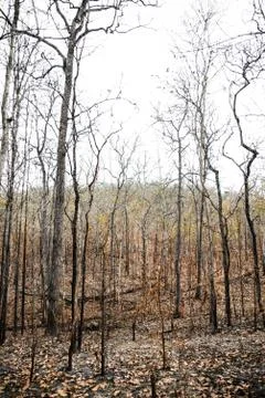 Trees in the forest after wildfire Stock Photos