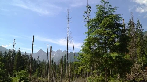 Trees in the forest against the sky. slowmo Stock Footage 114050184