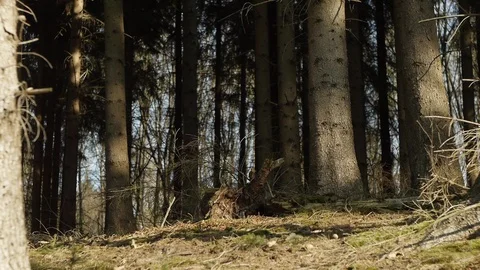 Trees in the forest - ambiance Stock Footage 89695910