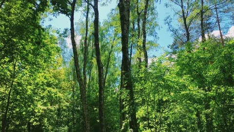 Trees in forest and blue sky, green foliage as nature, landscape and natural Stock Footage 135244096
