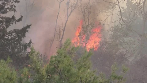 Trees in forest and brush catch fire and burn violently. Stockbeeldmateriaal 69990710