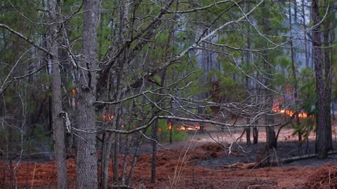 Trees in the forest and a fire in the background in the Winter in rural Georg Stock Footage 147517489