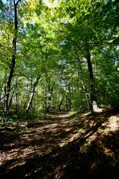 Trees in the forest and the rays of the sun passing through them Stock Photos
