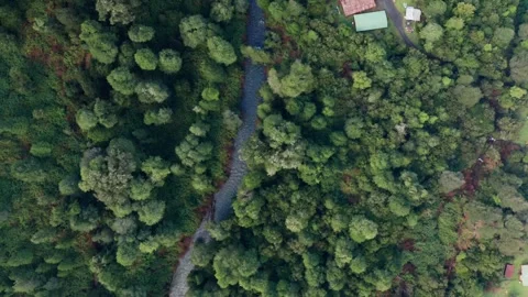 Trees forest and river seen from above overhead drone Stock Footage 249467716