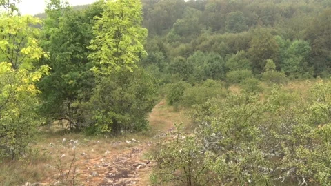 Trees in the forest and road Vídeo Stock 229168811