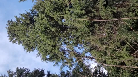 Trees in the forest and sky in winter landscape. Vertical orientation video Stock Footage 171531275