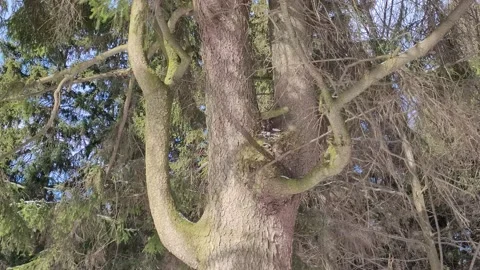 Trees in the forest and sky in winter landscape Video stock 171531296