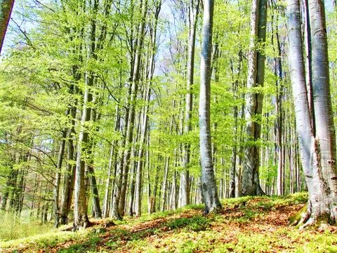 Trees forest and woods Stock Photos