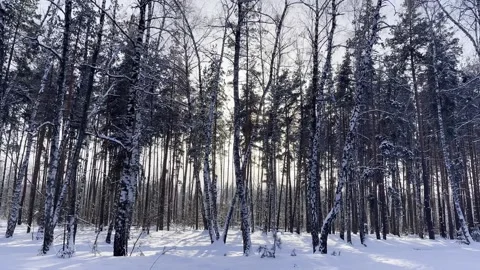 The trees in the forest are covered with snow. Video stock 260721937