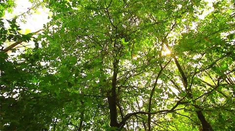 Trees in the forest are high. Vídeos de archivo 49292645