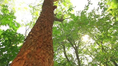 Trees in the forest are high. Stock Footage 49298773