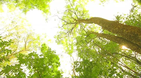 Trees in the forest are high. Stock Footage 49302559
