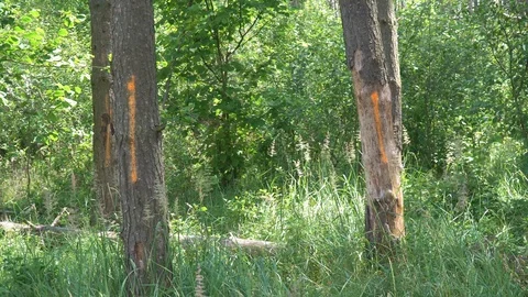 Trees in forest are marked with paint Stock Footage 116912611