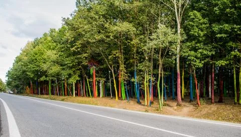 The trees in the forest are painted in differen Stock Photos