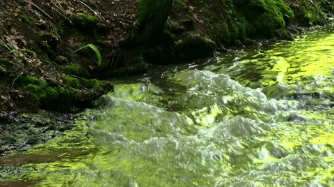 Trees in a forest are reflecting into a river. Видео 43281739