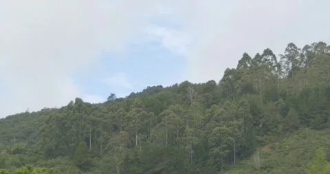 Trees of a forest area on a slope of a hill with blue sky Stock Footage 242488409