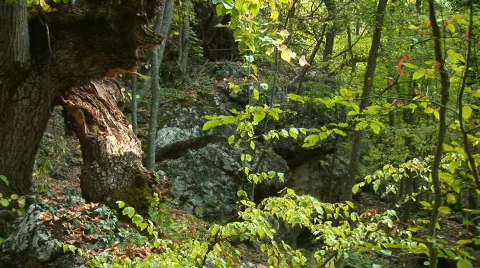 Trees in the forest in autumn 1 動画素材 526049