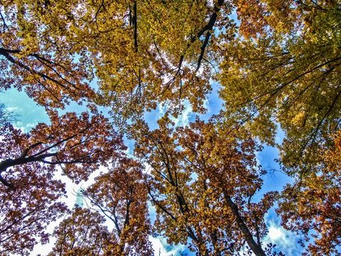 Trees in the forest in autumn - bottom view Stock Photos